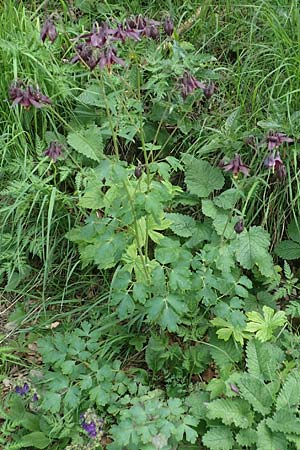 Aquilegia atrata / Dark Columbine, I Alpi Bergamasche, Monte Alben 11.6.2017