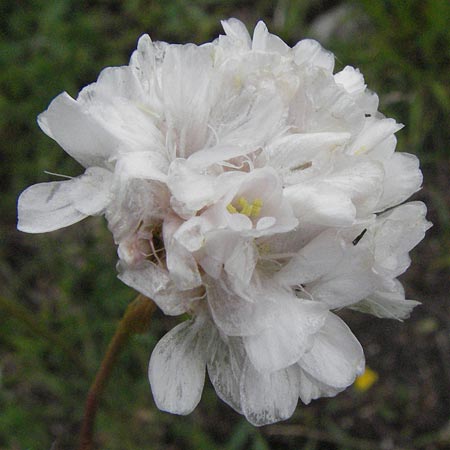 Armeria canescens \ Graue Grasnelke / Grey Thrift, I Monti Sibillini 8.6.2007