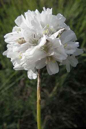 Armeria canescens \ Graue Grasnelke / Grey Thrift, I Monti Sibillini 8.6.2007