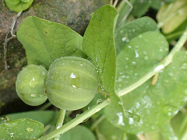 Aristolochia rotunda \ Rundknollige Osterluzei / Round-Rooted Birthwort, Smearwort, I Botan. Gar.  Bergamo 6.6.2017