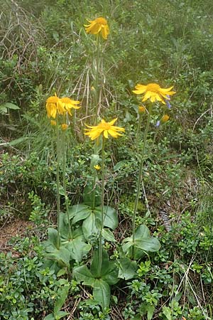 Arnica montana \ Bergwohlverleih, Arnika / Mountain Arnica, I Südtirol,  Gsieser Tal 7.7.2022