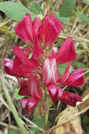 Hedysarum coronarium \ Kronen-Sklee / Sweetvetch, French Honeysuckle, I Ancona 29.5.2007