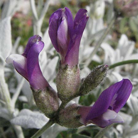 Astragalus vesicarius subsp. vesicarius \ Blasen-Tragant, Aufgeblasener Tragant / Inflated Milk-Vetch, I Campo Imperatore 5.6.2007