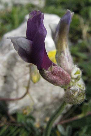 Astragalus vesicarius subsp. vesicarius \ Blasen-Tragant, Aufgeblasener Tragant / Inflated Milk-Vetch, I Campo Imperatore 5.6.2007