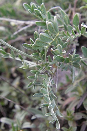 Astragalus vesicarius subsp. vesicarius \ Blasen-Tragant, Aufgeblasener Tragant, I Campo Imperatore 5.6.2007