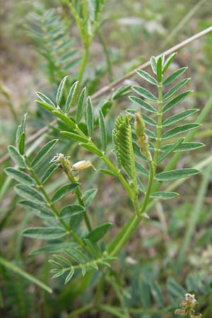 Astragalus onobrychis / Sainfoin Milk-Vetch, I Isola dei Morti 26.6.2010