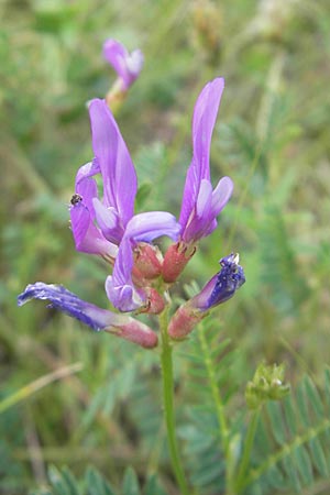 Astragalus onobrychis \ Esparsetten-Tragant, Langfahnen-Tragant / Sainfoin Milk-Vetch, I Isola dei Morti 26.6.2010