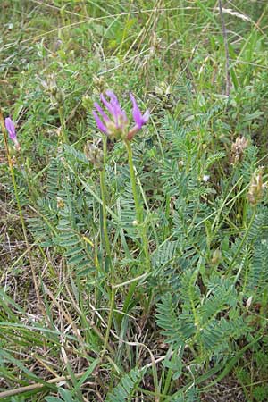 Astragalus onobrychis / Sainfoin Milk-Vetch, I Isola dei Morti 26.6.2010