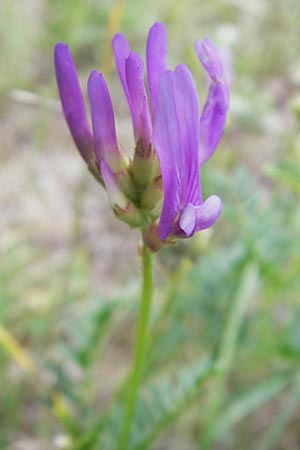 Astragalus onobrychis / Sainfoin Milk-Vetch, I Isola dei Morti 26.6.2010