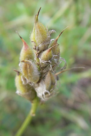 Astragalus onobrychis \ Esparsetten-Tragant, Langfahnen-Tragant / Sainfoin Milk-Vetch, I Isola dei Morti 26.6.2010