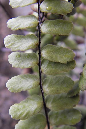 Asplenium trichomanes subsp. pachyrachis \ Dickstieliger Brauner Streifenfarn, I Eppan 24.3.2013