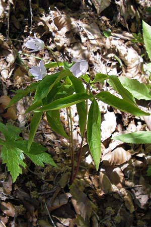 Anemone trifolia \ Dreiblatt-Anemone, I Liguria, Molini di Triora 26.5.2013