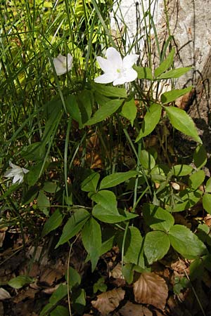 Anemone trifolia \ Dreiblatt-Anemone / Threefoil Anemone, I Liguria, Molini di Triora 26.5.2013