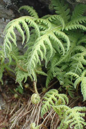 Athyrium distentifolium \ Alpen-Frauenfarn, I Passo San Marco 10.6.2017