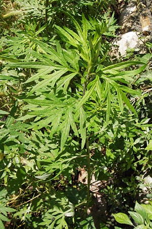 Artemisia vulgaris \ Gewhnlicher Beifu / Mugwort, I Liguria, Zuccarello 19.5.2013