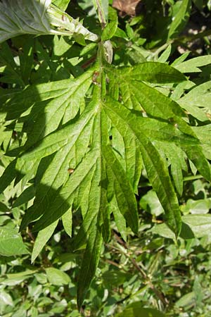 Artemisia vulgaris \ Gewhnlicher Beifu / Mugwort, I Liguria, Zuccarello 19.5.2013