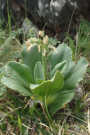 Primula auricula \ Fels-Aurikel, I Alpi Bergamasche, Monte Alben 11.6.2017