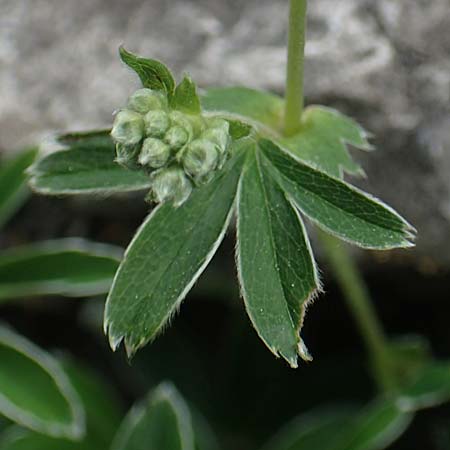 Alchemilla alpigena \ Gefalteter Alpen-Frauenmantel, I Alpi Bergamasche, Monte Alben 11.6.2017