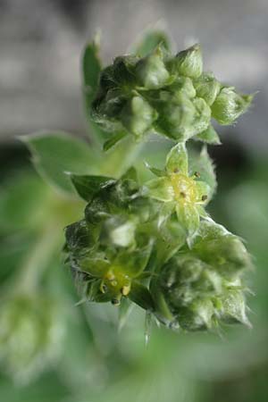 Alchemilla alpigena / Alpine Lady's Mantle, I Alpi Bergamasche, Monte Alben 11.6.2017