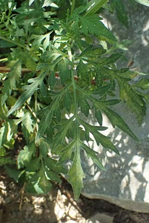 Bidens subalternans \ Rio-Grande-Zweizahn, I Liguria, Cinque Terre 28.9.2023