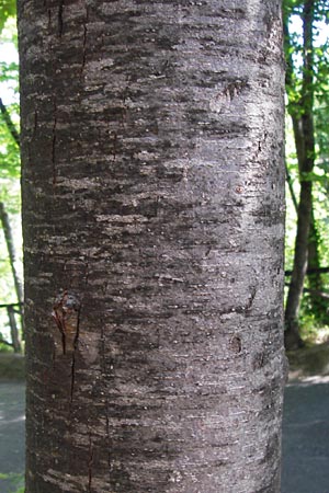 Ostrya carpinifolia ? / Hop Hornbeam, I Liguria, Ceriale 29.5.2013