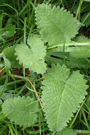 Betonica alopecuros \ Gelbe Betonie, Fuchsschwanz-Ziest / Betony, I Alpi Bergamasche, Seriana-Valpiana 6.6.2017