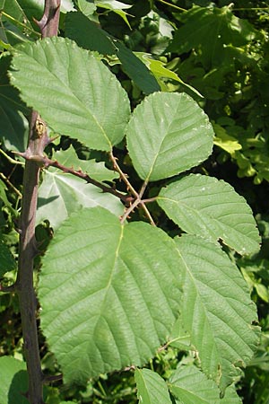 Rubus ulmifolius \ Mittelmeer-Brombeere, Sand-Brombeere, I Zoppola 31.7.2011
