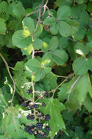 Rubus ulmifolius \ Mittelmeer-Brombeere, Sand-Brombeere, I Zoppola 31.7.2011