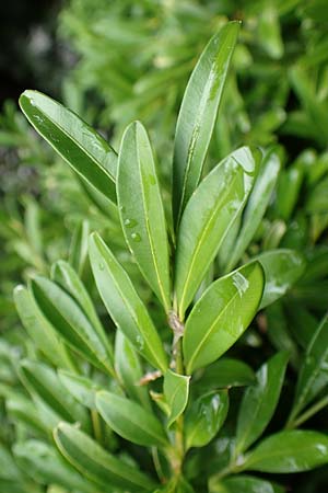 Buxus balearica \ Balearen-Buchsbaum / Balearic Box, I Botan. Gar.  Bergamo 6.6.2017