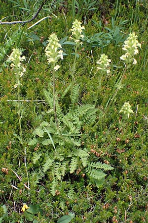 Betonica alopecuros \ Gelbe Betonie, Fuchsschwanz-Ziest / Betony, I Südtirol,  Plätzwiese 5.7.2022