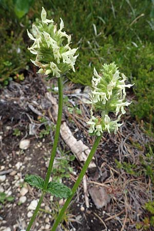 Betonica alopecuros \ Gelbe Betonie, Fuchsschwanz-Ziest / Betony, I Südtirol,  Plätzwiese 5.7.2022