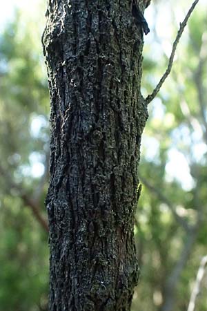 Erica arborea \ Baum-Heide / Tree Heather, I Liguria, Moneglia 30.9.2023