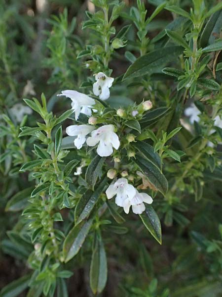 Satureja montana \ Winter-Bohnenkraut, Karst-Bergminze / Winter Savory, I Liguria, Moneglia 26.9.2023