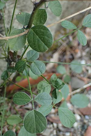 Bituminaria bituminosa \ Asphalt-Klee / Pitch Trefoil, I Liguria, Levanto 4.10.2023