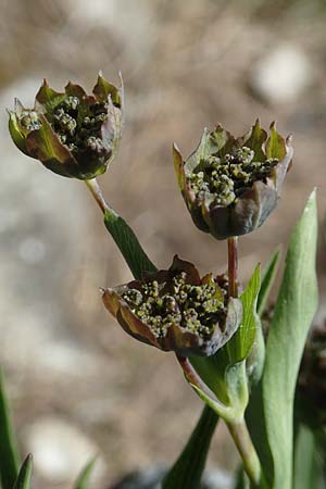 Bupleurum stellatum \ Stern-Hasenohr / Starry Hare's Ear, I Passo San Marco 10.6.2017