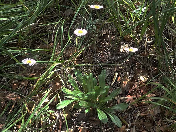 Bellis sylvestris \ Wald-Gnseblmchen / Southern Daisy, I Liguria, Sestri Levante 3.10.2023