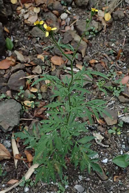 Bidens subalternans \ Rio-Grande-Zweizahn, I Liguria, Bonassola 4.10.2023