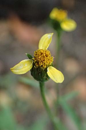 Bidens subalternans \ Rio-Grande-Zweizahn, I Liguria, Bonassola 4.10.2023