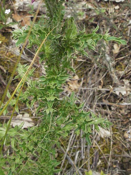 Carduus nutans subsp. micropterus \ Kleinflgelige Nickende Distel, I Passignano 1.6.2007