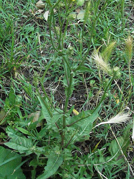 Crepis vesicaria subsp. vesicaria ? \ Blasen-Pippau / Beaked Hawk's-Beard, I Passignano 3.6.2007