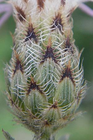 Centaurea stoebe / Panicled Knapweed, I Sant' Anna d'Alfaedo 17.7.2010