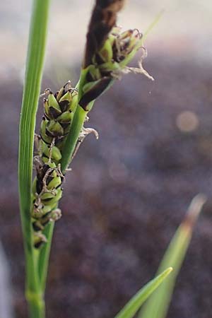 Carex panicea / Carnation Sedge, I Südtirol,  Stallersattel 6.7.2022