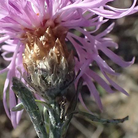 Centaurea jacea \ Wiesen-Flockenblume, I Liguria, Passo delle Cappelletta 1.10.2023