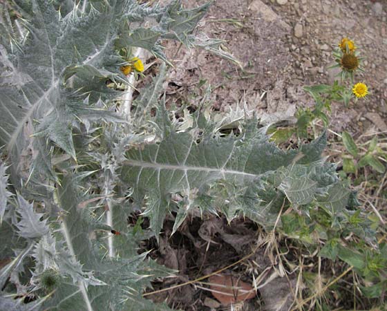 Carduus litigiosus \ Streit-Distel / Italian Thistle, I Passignano 1.6.2007