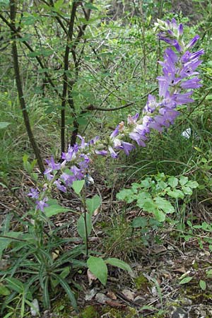 Campanula spicata / Bellflower, I Gole del Salinello near Ripe 6.6.2007