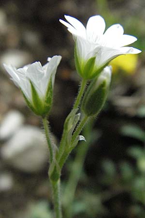 Cerastium arvense \ Acker-Hornkraut / Field Mouse-Ear, I Norcia 7.6.2007