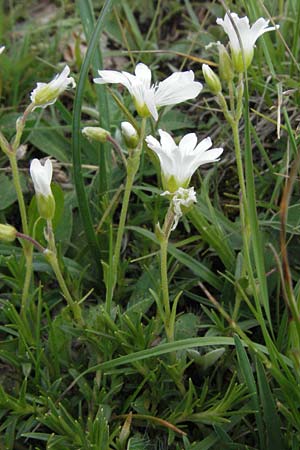 Cerastium arvense \ Acker-Hornkraut, I Norcia 7.6.2007