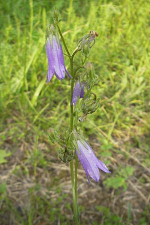 Campanula sibirica \ Sibirische Glockenblume, I Isola dei Morti 26.6.2010