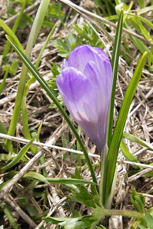 Crocus albiflorus \ Alpen-Krokus, I Liguria, Imperia, Monte Saccarello 29.5.2013