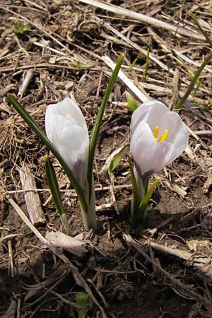 Crocus albiflorus / Spring Crocus, I Liguria, Imperia, Monte Saccarello 29.5.2013